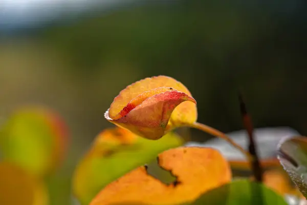 木の葉の暖かい秋の写真 葉のクローズアップ写真 — ストック写真