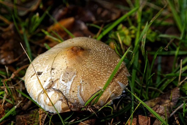 Herbstpilz Wald Gefunden Detailliertes Pilzfoto — Stockfoto