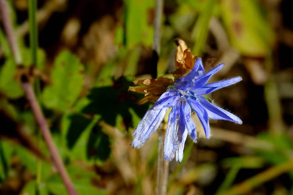 Blaue Herbstblume Auf Grünem Hintergrund Nahaufnahme Foto Von Blume — Stockfoto