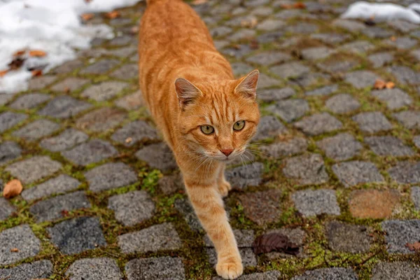 Neugierige Ingwerkatze Blickt Die Kamera Nahaufnahme Von Ingwerkätzchen — Stockfoto