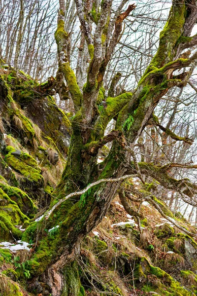 Arbre Moussue Dans Forêt Hiver Neige Herbe Brune — Photo