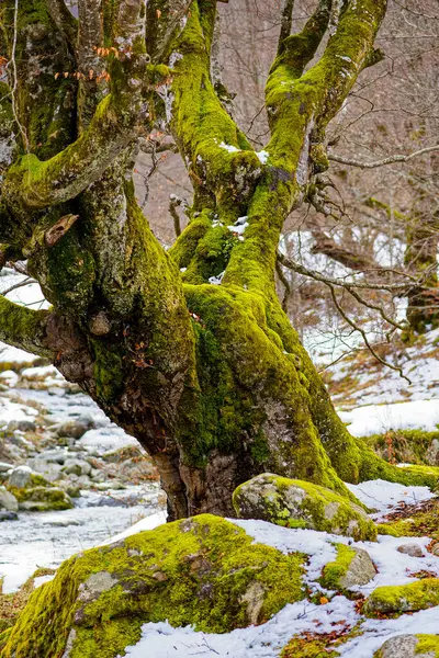 Mossy Öreg Kövek Háttér Téli Erdő — Stock Fotó