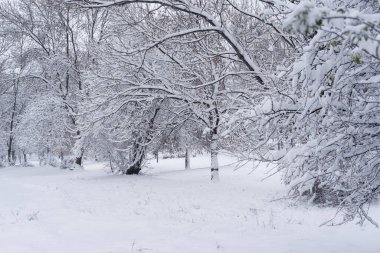 Taze karla kaplı ağaçlarla kaplı kış manzarası, karlı manzara fotoğrafı.