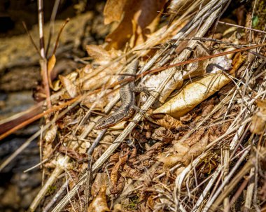 Kameraya bakıp saklanan sevimli kertenkele, kahverengi Avrupalı kertenkele.