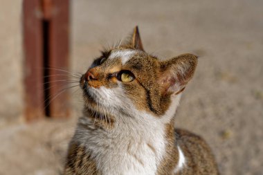 Üç renk sokak kedisi dik dik bakıyor, genç dişi sokak kedisi.