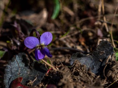 Büyüyen bahar Speedwell çiçeği, Veronica Flowers 'ın yakın plan fotoğrafı.