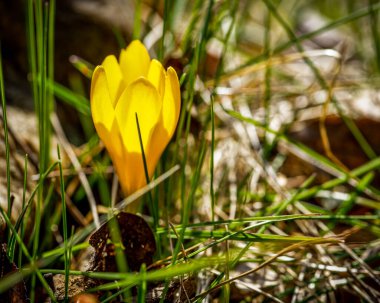 Güneşli bir çayırda sarı tarla çiçeği, yakın plan bir çiçek fotoğrafı.