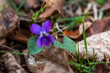 İlkbaharda Speedwell çiçeği, Veronica Flowers 'ın yakın plan fotoğrafı.