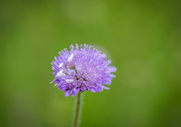 Beautiful Violet Flower Green Blurred Background Close Photo Spring Flower — Stock Photo, Image