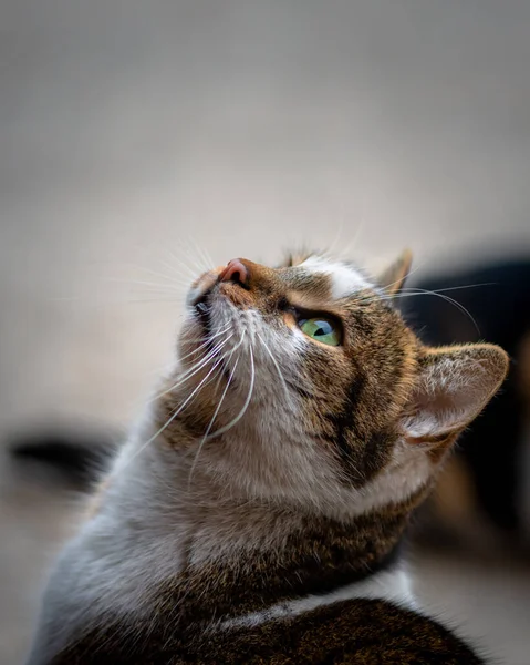 Cute Female Stray Cat Beautiful Green Eyes Close Photo Cat — Stock Photo, Image