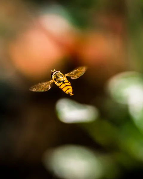 Avispa Voladora Sobre Fondo Borroso Foto Cerca Del Insecto Avispa — Foto de Stock