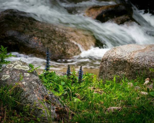 Entspannendes Foto Von Gebirgsfluss Und Blumen Landschaftsbild Von Wasserfall Und — Stockfoto