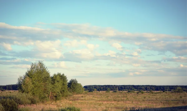 Blick auf das Feld und einige Bäume vor blauem Himmel — Stockfoto