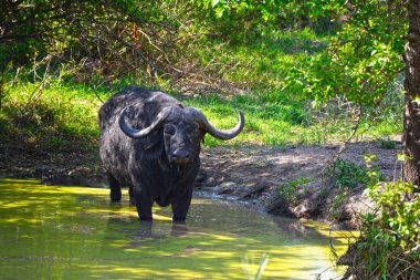 African buffalo (Syncerus caffer) in water pond clipart