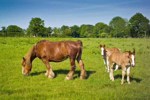 Paard merrie met twee veulens — Stockfoto