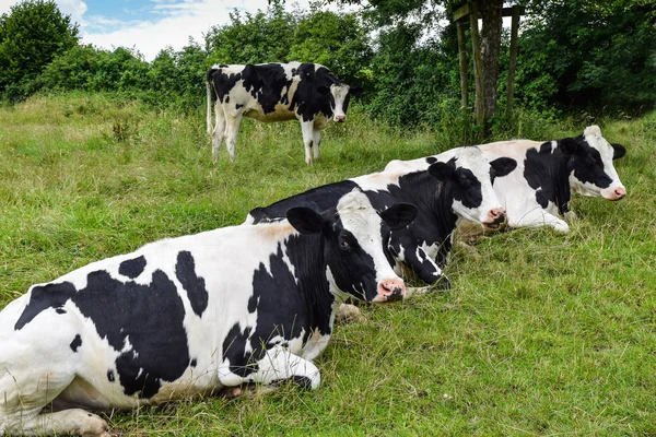 Vacas descansando em um prado verde — Fotografia de Stock