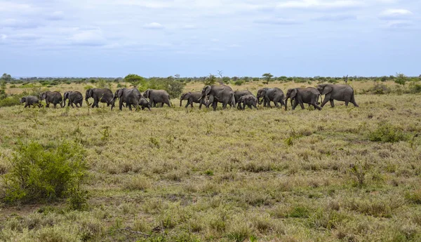 Elefanti selvatici nella savana africana — Foto Stock