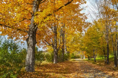 Sonbaharda yapraklar, yeni İngiltere'de sonbahar