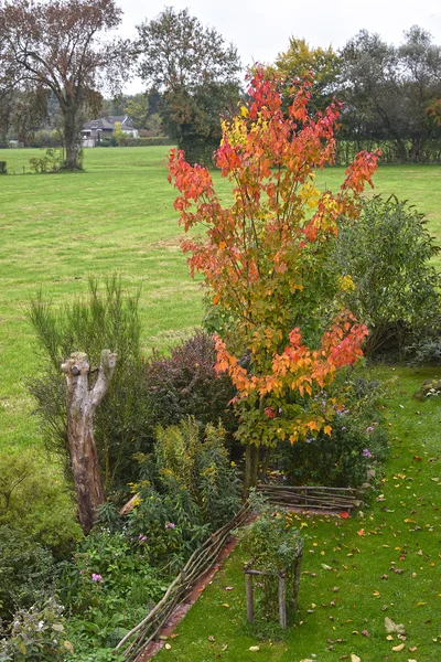 Fogliame autunnale, piccolo acero in giardino — Foto Stock