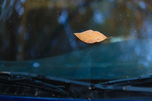 Fall. Single autumn leaf on car windshield — Stock Photo, Image