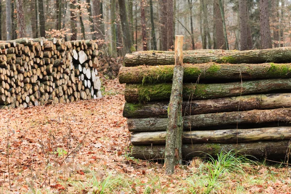 Big pile of wood in autumn forest — Stock Photo, Image