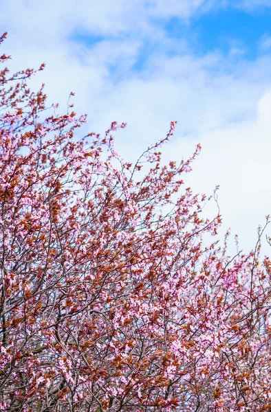 Cherry trees closeup. Garden spring blossom. — Stock Photo, Image