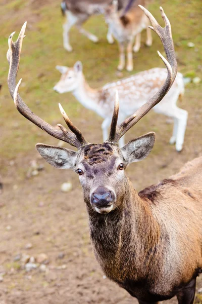 Red deer hert op weide — Stockfoto