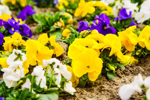 Macro close up de flores de pálias. Natureza detalhe . — Fotografia de Stock