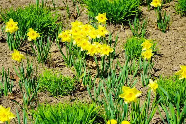 Yellow daffodils flowers in garden. Nature. — Stock Photo, Image