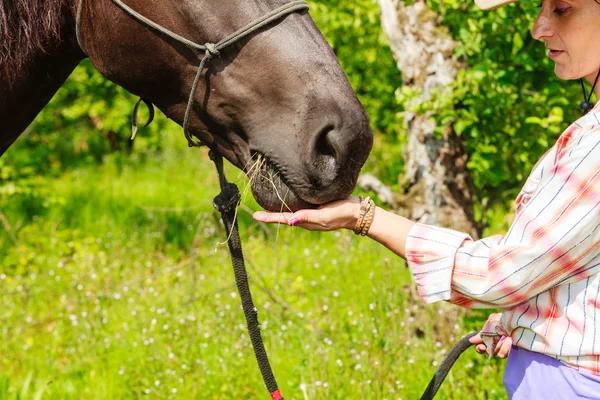 Young woman girl feeding horse. — Stock Photo, Image