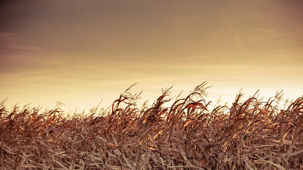 Corn field at the sunset — Stock Photo, Image