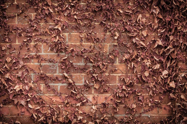 Rosso mattone muro di sfondo e secco edera foglie piante — Foto Stock