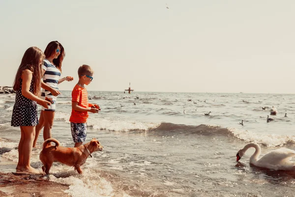 Los niños y la madre en la playa se divierten con cisne . — Foto de Stock