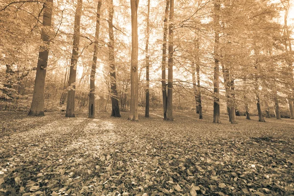 森の中の紅葉の木. — ストック写真