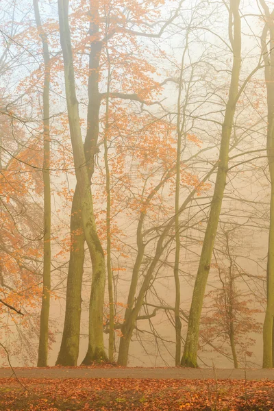 Herfst park in mistige wazige dag — Stockfoto