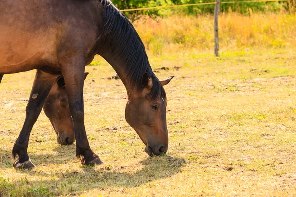 Majestätisch anmutiges braunes Pferd auf der Weide. — Stockfoto