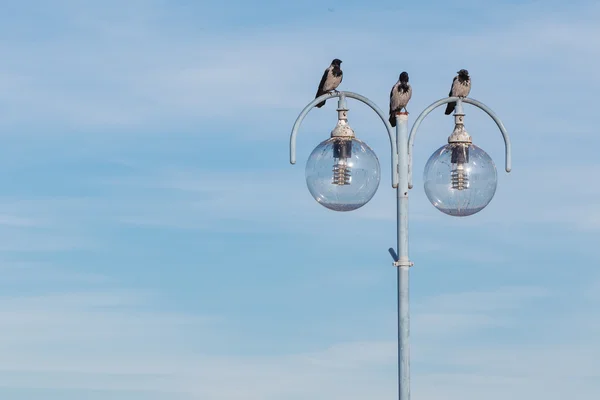 Birds on city lamp. Urban scene, sky background — Stock Photo, Image