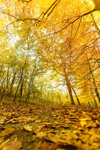 Herfst landschap van park. — Stockfoto