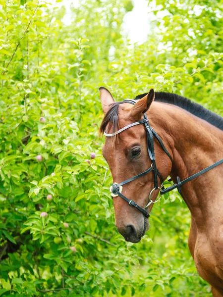 Brun häst hingst. — Stockfoto