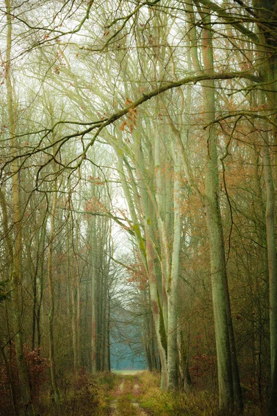 Venkovská cesta v lese za mlhavého dne — Stock fotografie