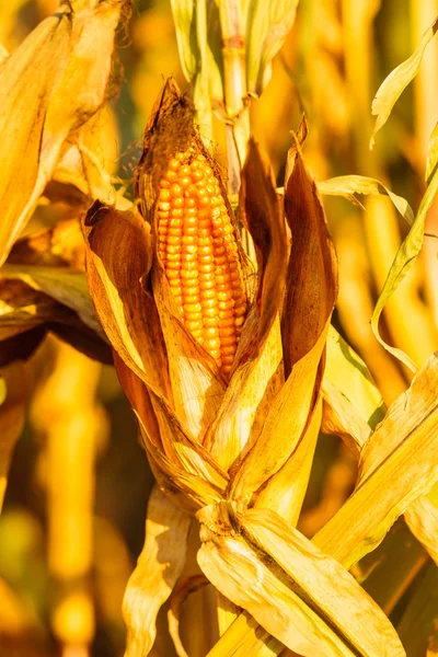 Dry corn on the stalk in the field — Stock Photo, Image