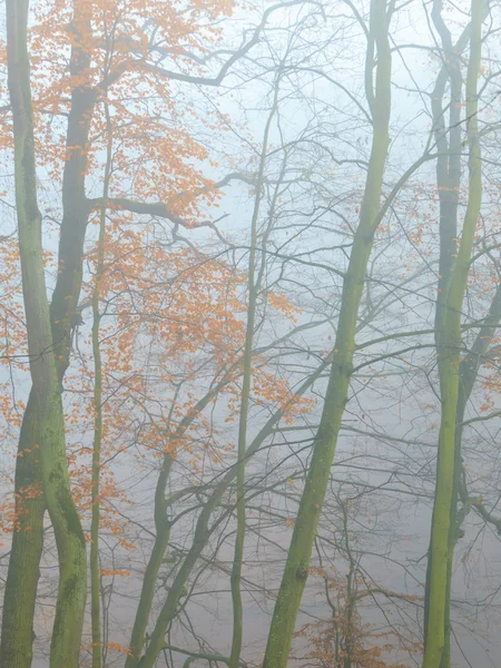 Trees in autumn park foggy day — Stock Photo, Image