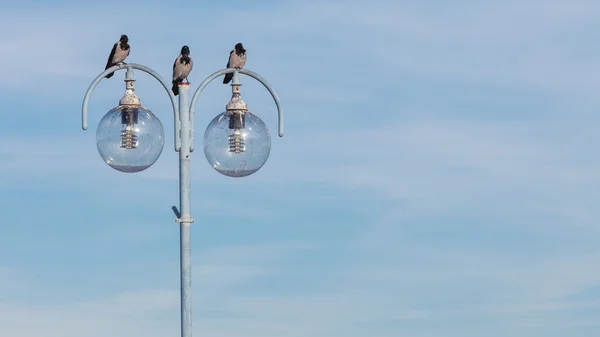 Uccelli sulla lampada della città. Scena urbana, sfondo del cielo — Foto Stock