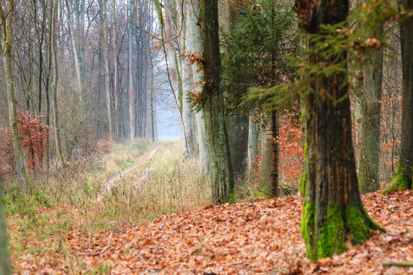 Vidéki út az erdőben ködös napon — Stock Fotó