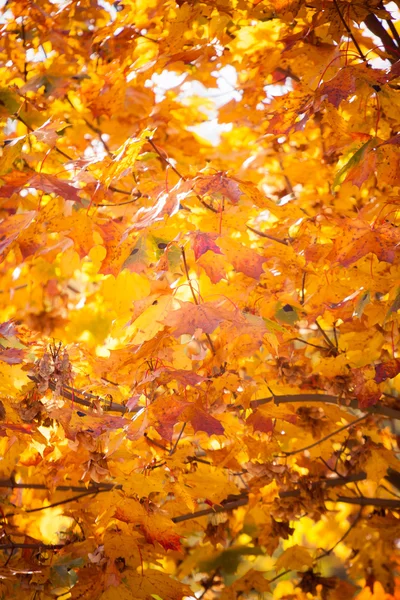 Autumn leaves fall trees nature background — Stock Photo, Image