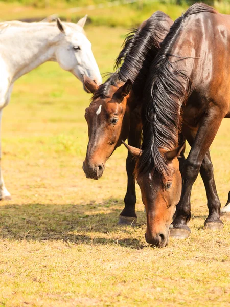 Majestuosos caballos marrones en el prado . —  Fotos de Stock