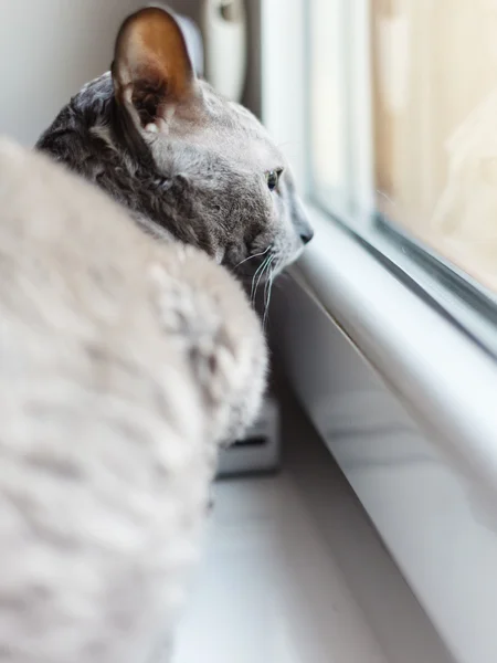 Tiere zu Hause. Ägyptische Mau-Katze auf Fenstersims — Stockfoto