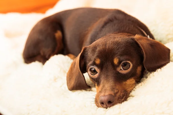 Mixed dog relaxing on bed at home — Stock Photo, Image