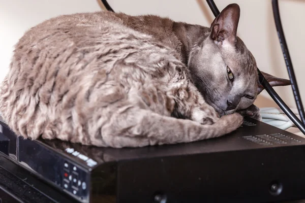 Animals at home. Egyptian mau cat sleeping — Stock Photo, Image