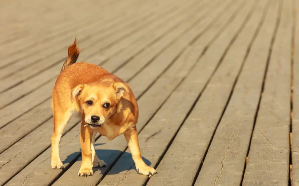 Lovely dog playing outdoor alone. — Stock Photo, Image